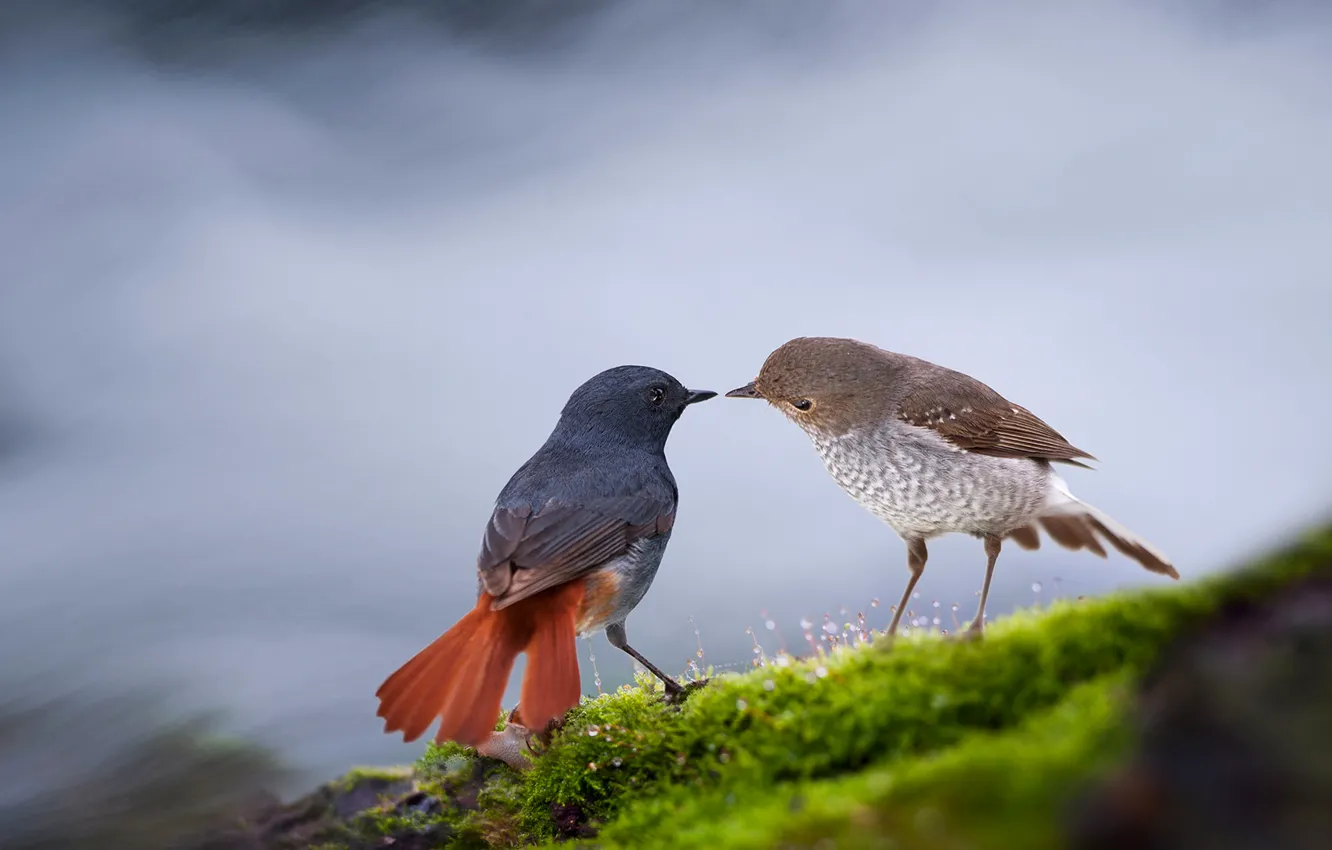 Photo wallpaper bird, feathers, beak, tail, China, Guilin