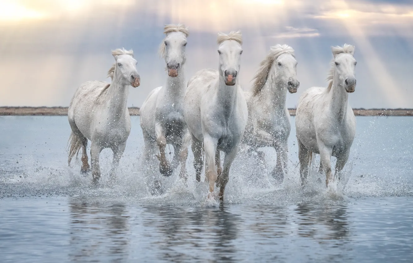 Photo wallpaper the sky, face, the sun, clouds, rays, light, squirt, horse