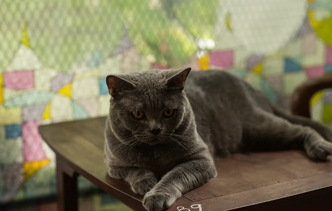 Photo wallpaper cat, cat, look, kitty, cat, kitty, look, meow