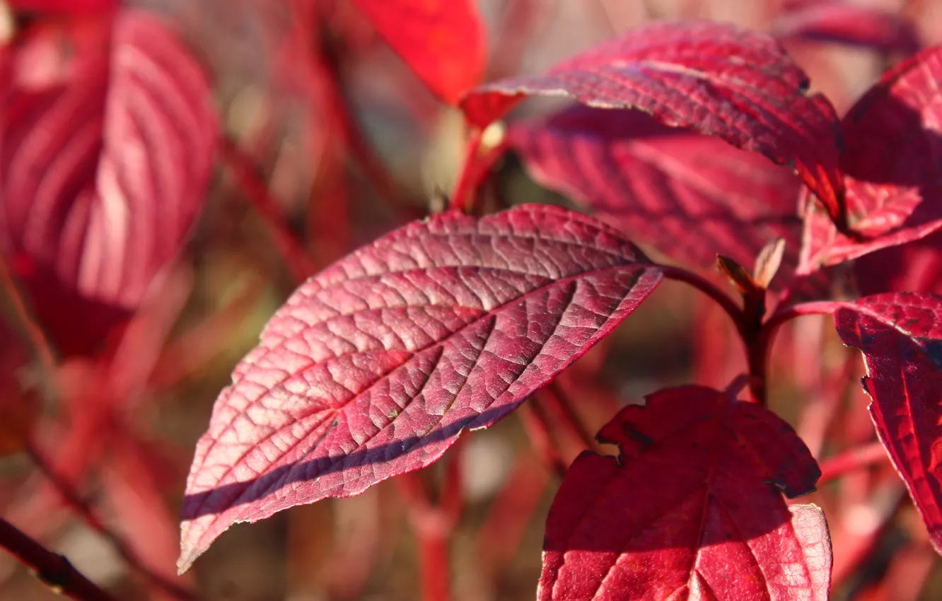Photo wallpaper red, autumn, leaf, plant, fall
