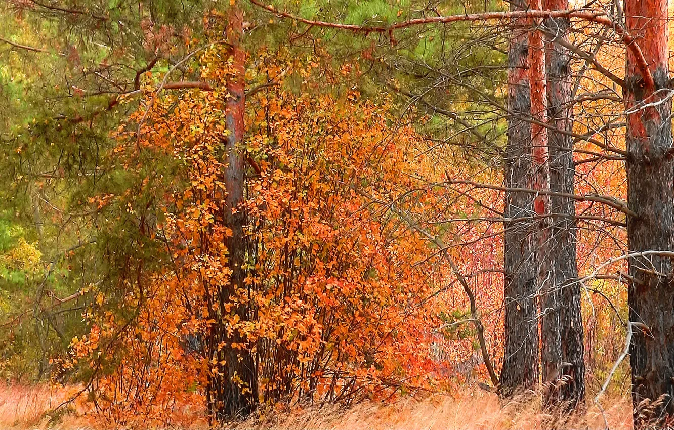 Photo wallpaper autumn, forest, background, Wallpaper, pine, cover, Siberia