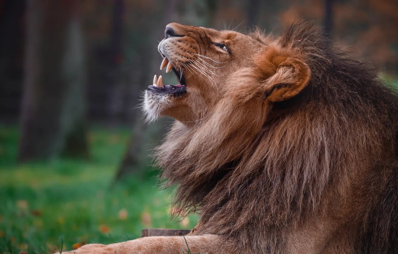 Photo wallpaper face, Leo, mouth, grin, profile