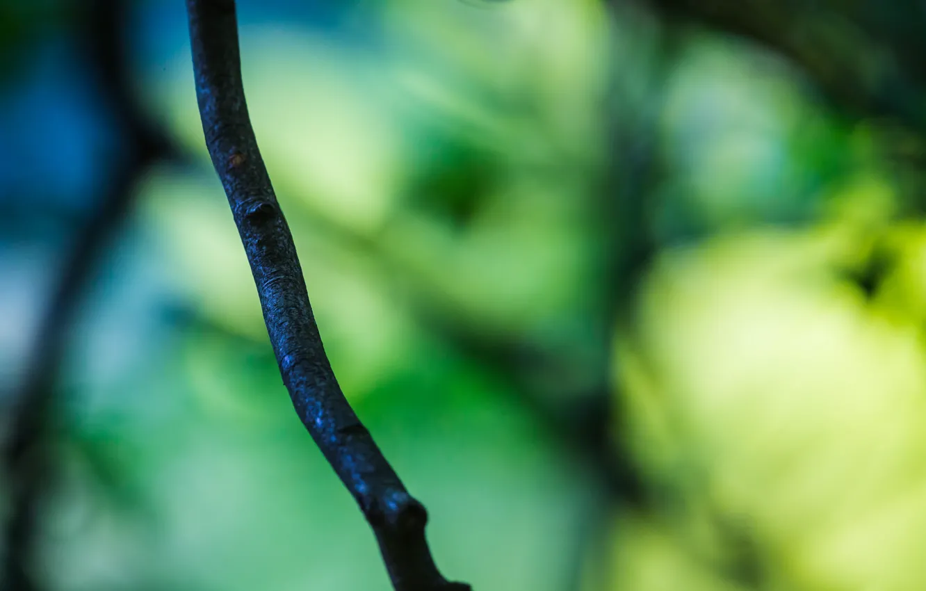 Photo wallpaper macro, trees, branches, green, sprig, background, widescreen, Wallpaper