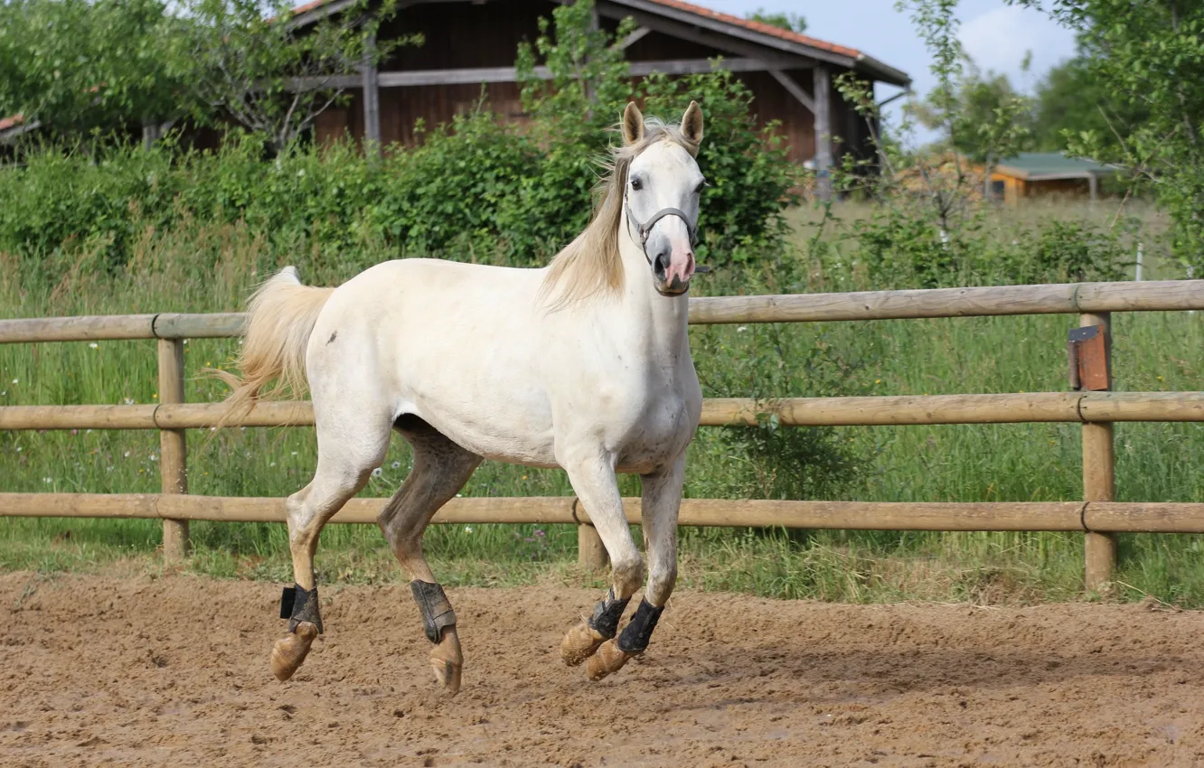 Photo wallpaper sand, nature, horse, the fence, jump