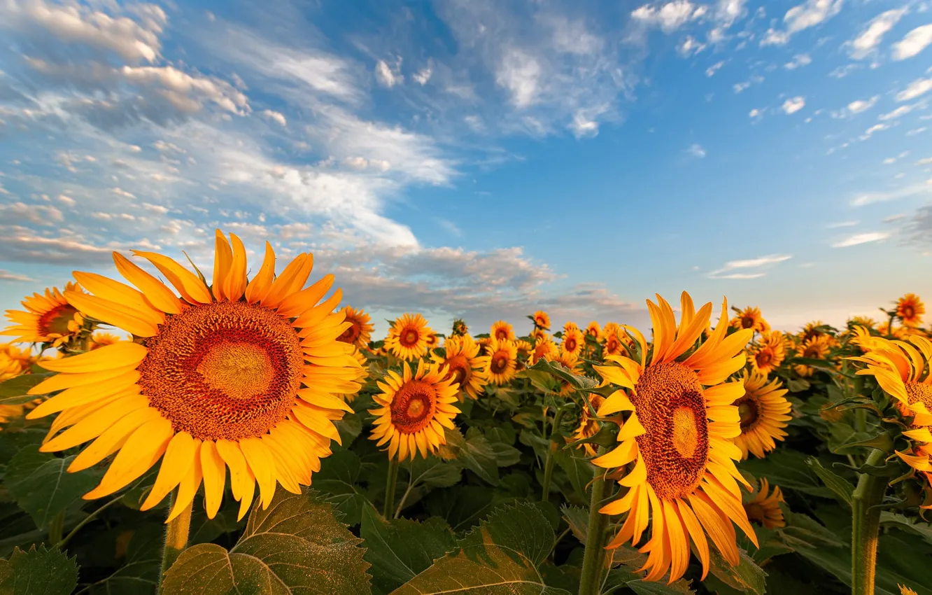 Photo wallpaper field, summer, the sky, sunflowers, flowers, yellow, sunflower