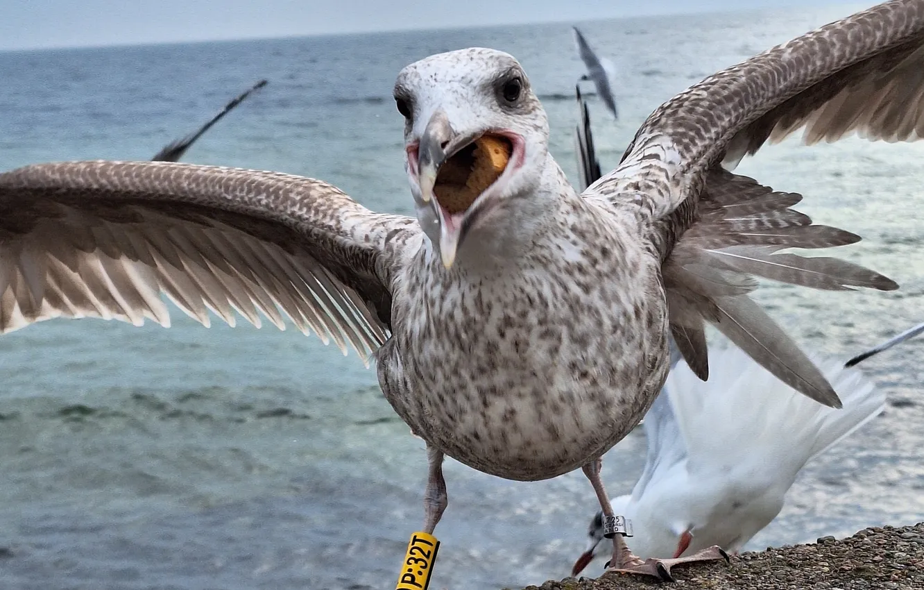 Photo wallpaper Sea, Seabirds, Rybitwa