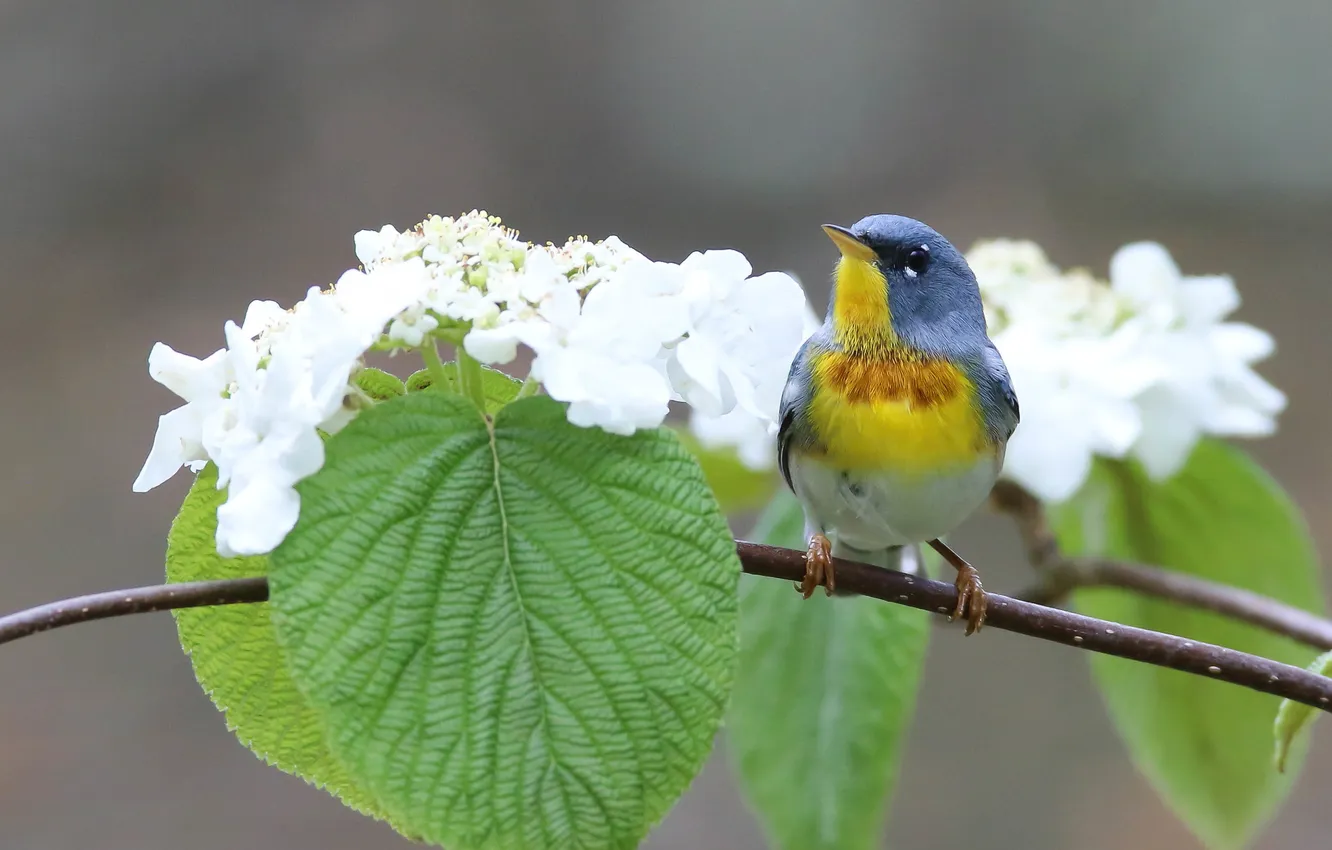 Photo wallpaper flowers, bokeh, bird, flowering, branches, spring