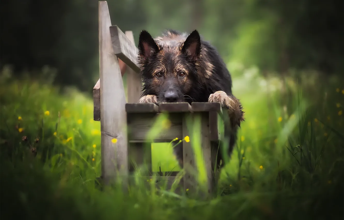 Photo wallpaper nature, dog, bench