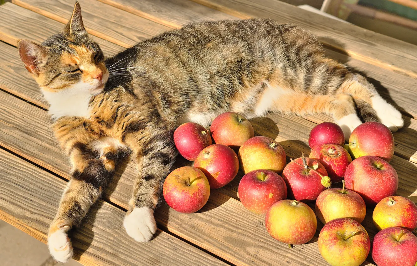 Photo wallpaper cat, the sun, table, apples, lies, fruit, resting