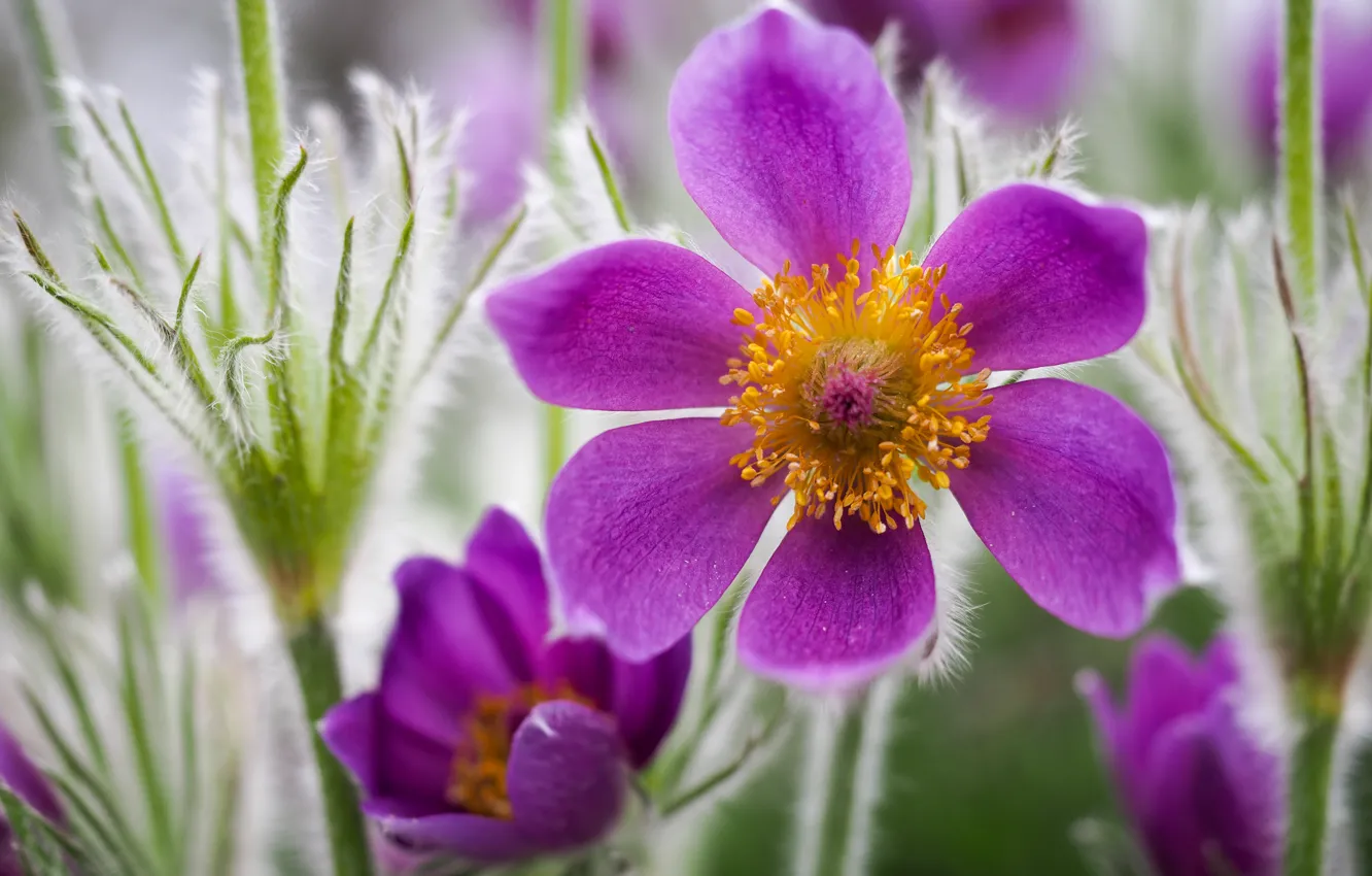 Photo wallpaper macro, flowers, spring, pink, anemones, cross