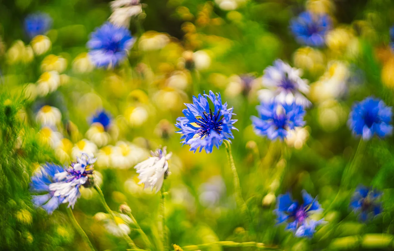 Photo wallpaper field, flowers, blur, bokeh, cornflowers