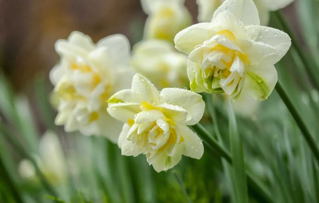 Photo wallpaper flowers, spring, daffodils