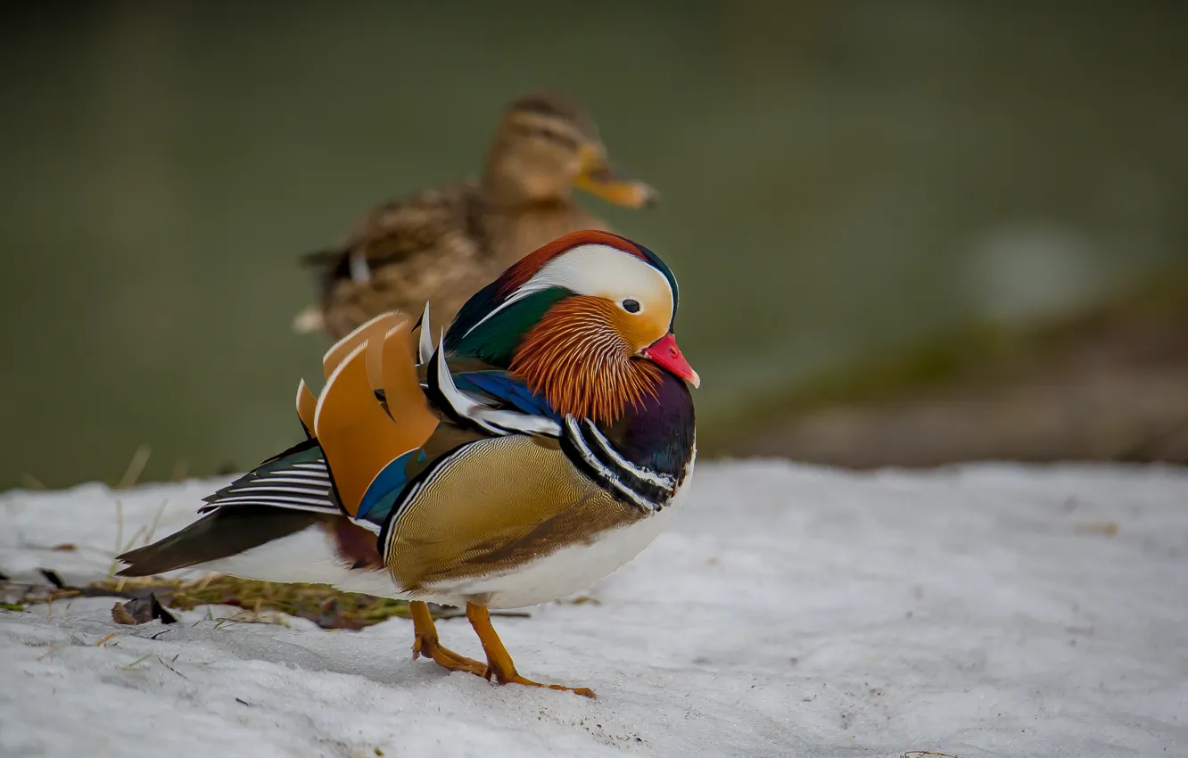 Photo wallpaper winter, bird, duck, handsome, photohunt