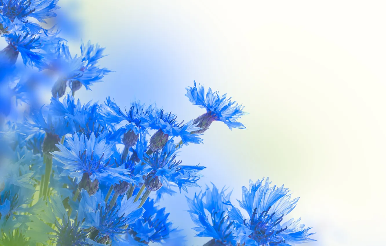 Photo wallpaper leaves, flowers, cornflowers