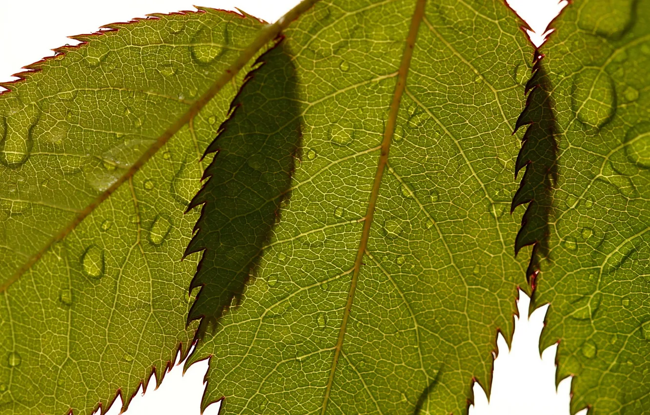 Photo wallpaper leaves, drops, macro