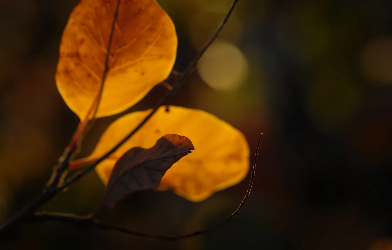 Photo wallpaper autumn, leaves, light, nature, background