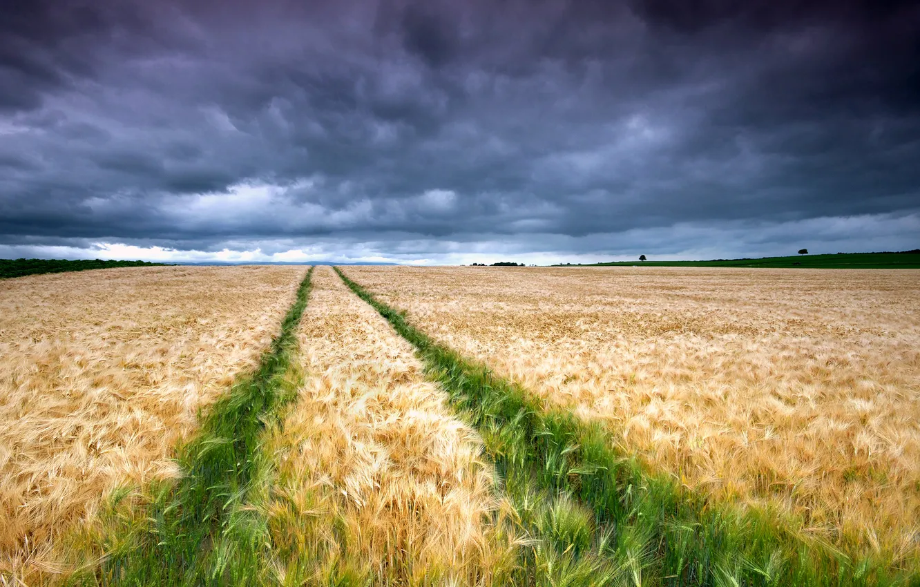 Photo wallpaper field, the sky, clouds, traces