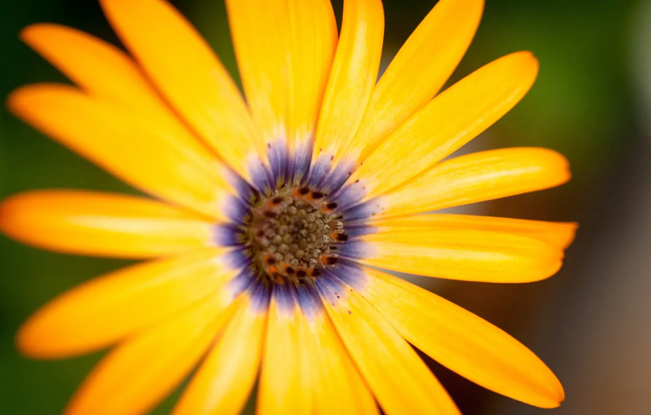 Photo wallpaper flower, macro, yellow, Daisy