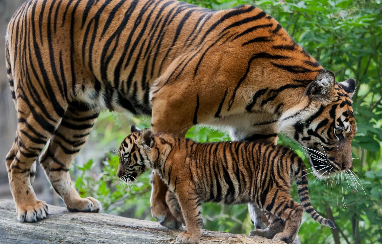 Photo wallpaper tiger, log, cub, kitty, tigress, tiger, motherhood