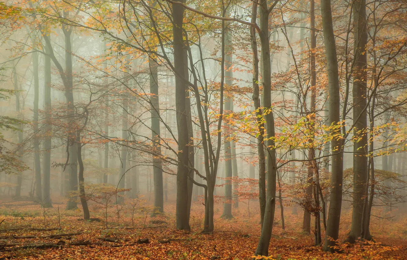 Photo wallpaper autumn, forest, leaves, trees, fog, foliage
