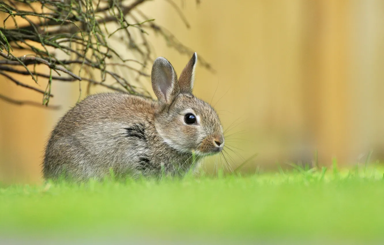 Photo wallpaper greens, grass, hare, spring, baby, hare