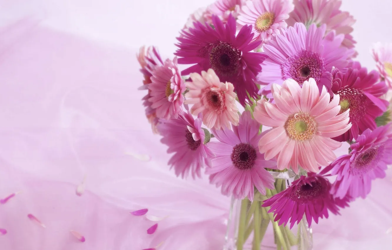 Photo wallpaper background, pink, Flowers, gerbera