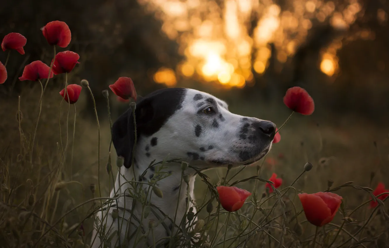 Photo wallpaper face, flowers, Maki, dog, Dalmatian