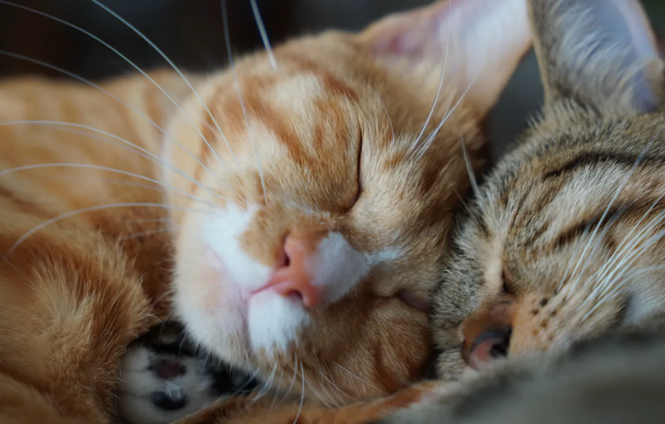 Photo wallpaper cats, comfort, house