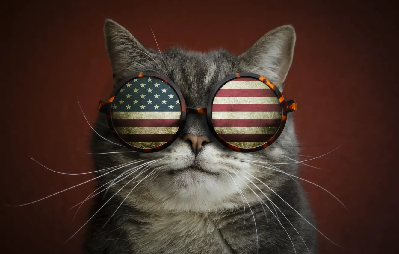 Photo wallpaper cat, mustache, flag, glasses, the trick