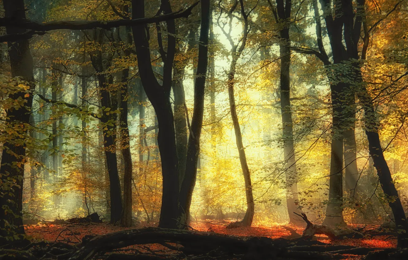 Photo wallpaper autumn, forest, trees, forest, trees, autumn, Saskia Dingemans