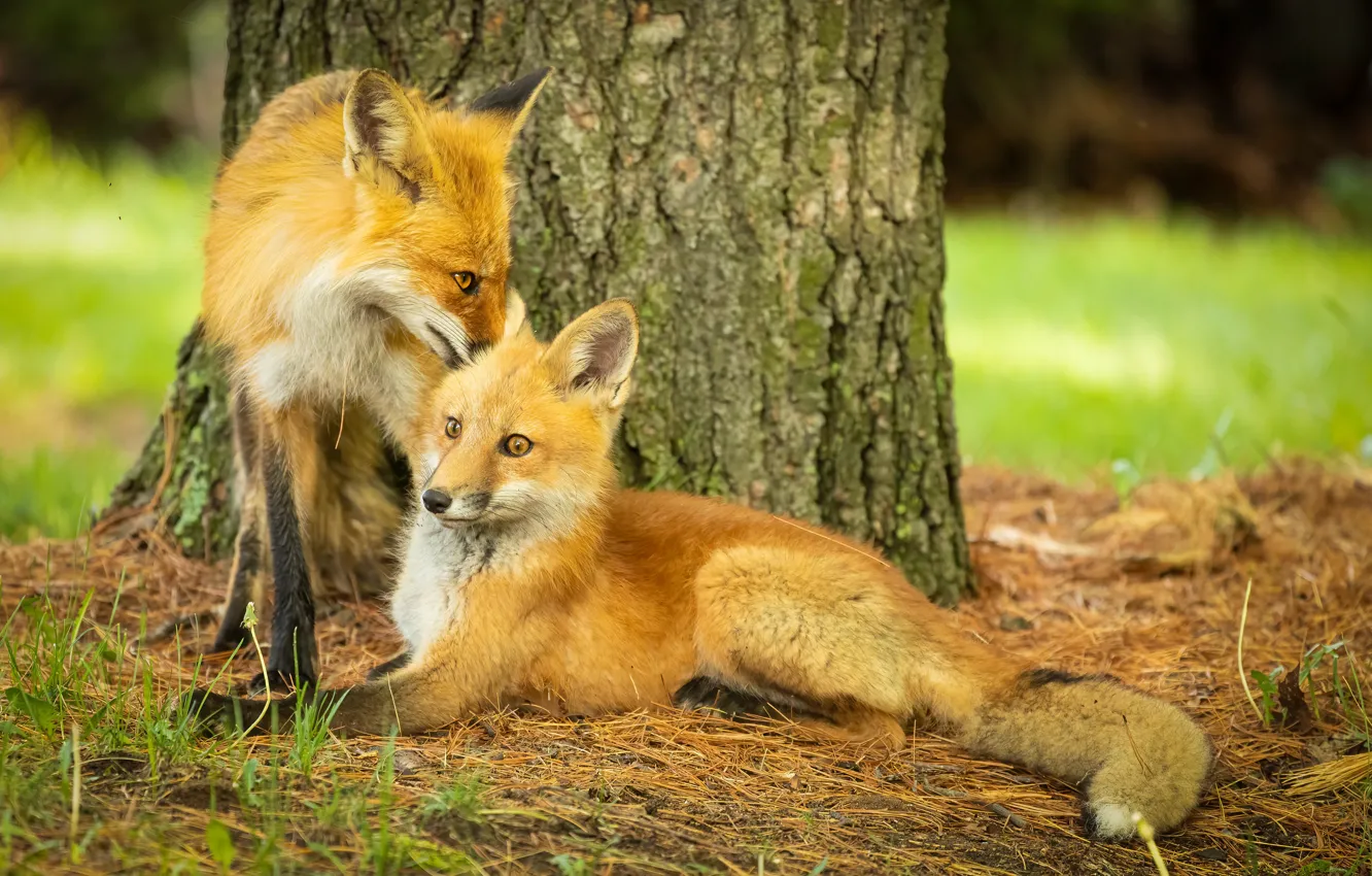 Photo wallpaper nature, Fox, Fox
