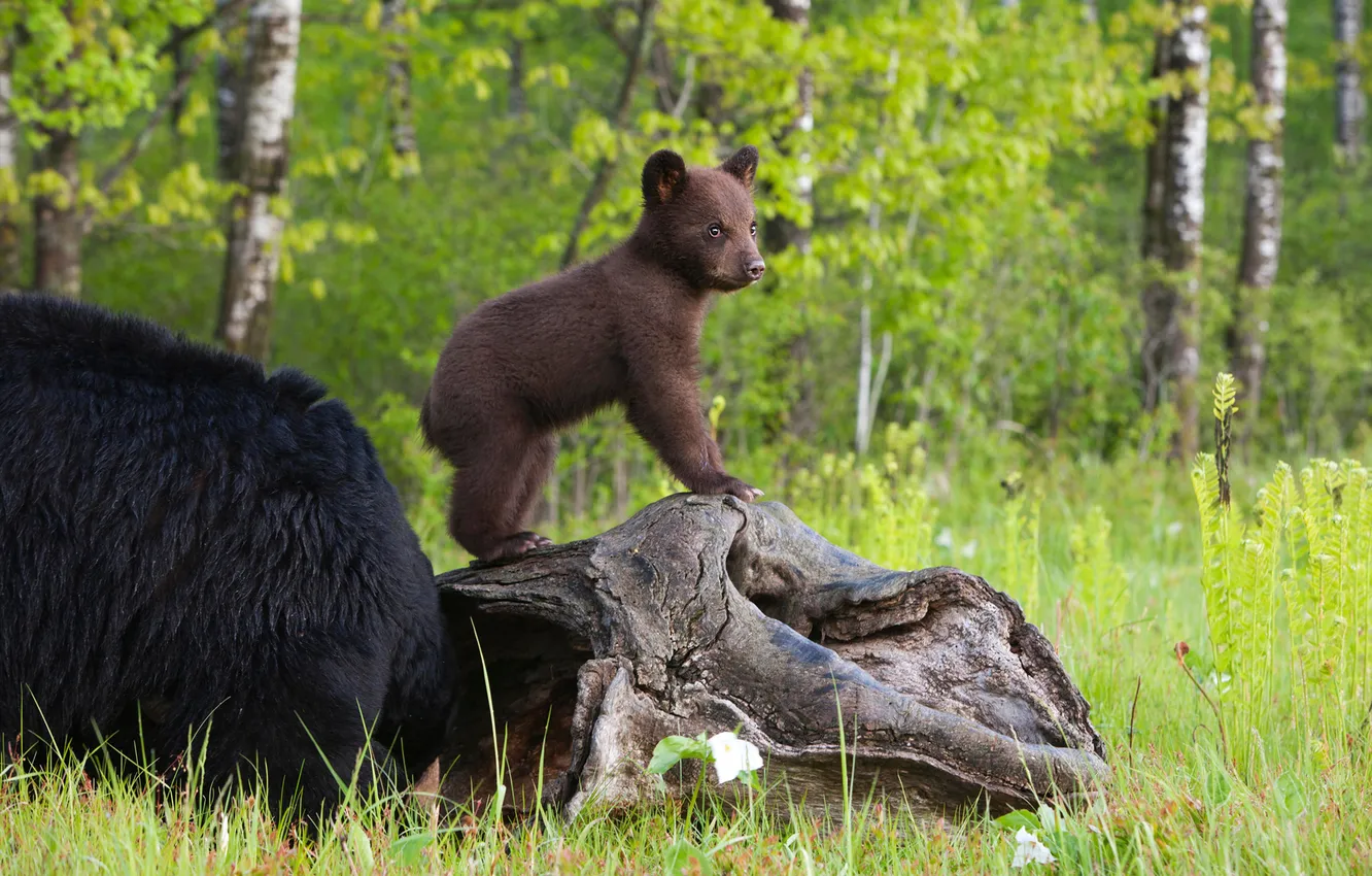 Photo wallpaper greens, forest, grass, trees, glade, spring, baby, bear