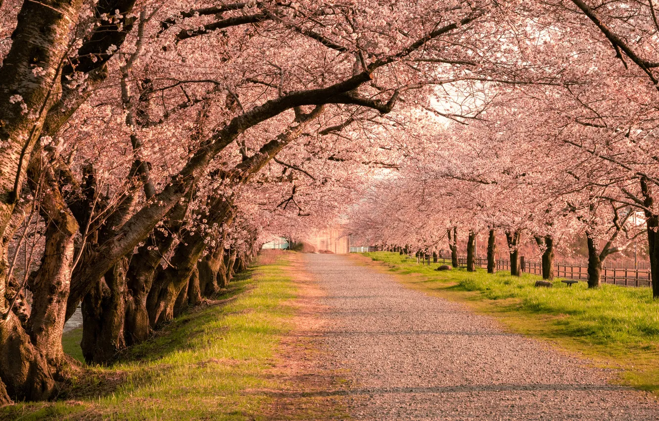 Photo wallpaper Japan, grass, road, trees, landscape, nature, cherry blossom, Toyama