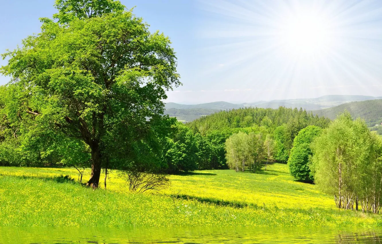 Photo wallpaper greens, forest, grass, water, the sun, trees, flowers, nature
