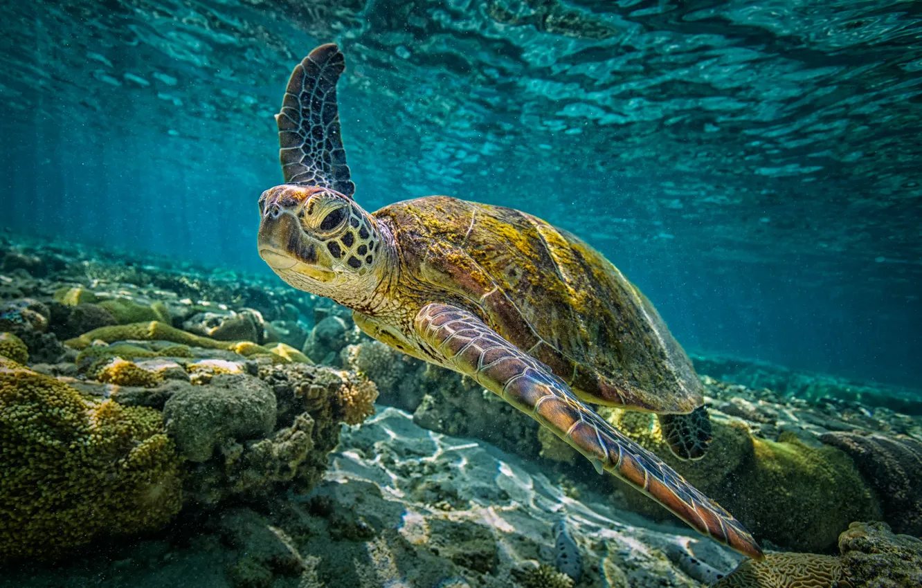 Photo wallpaper underwater, sea, sea turtle