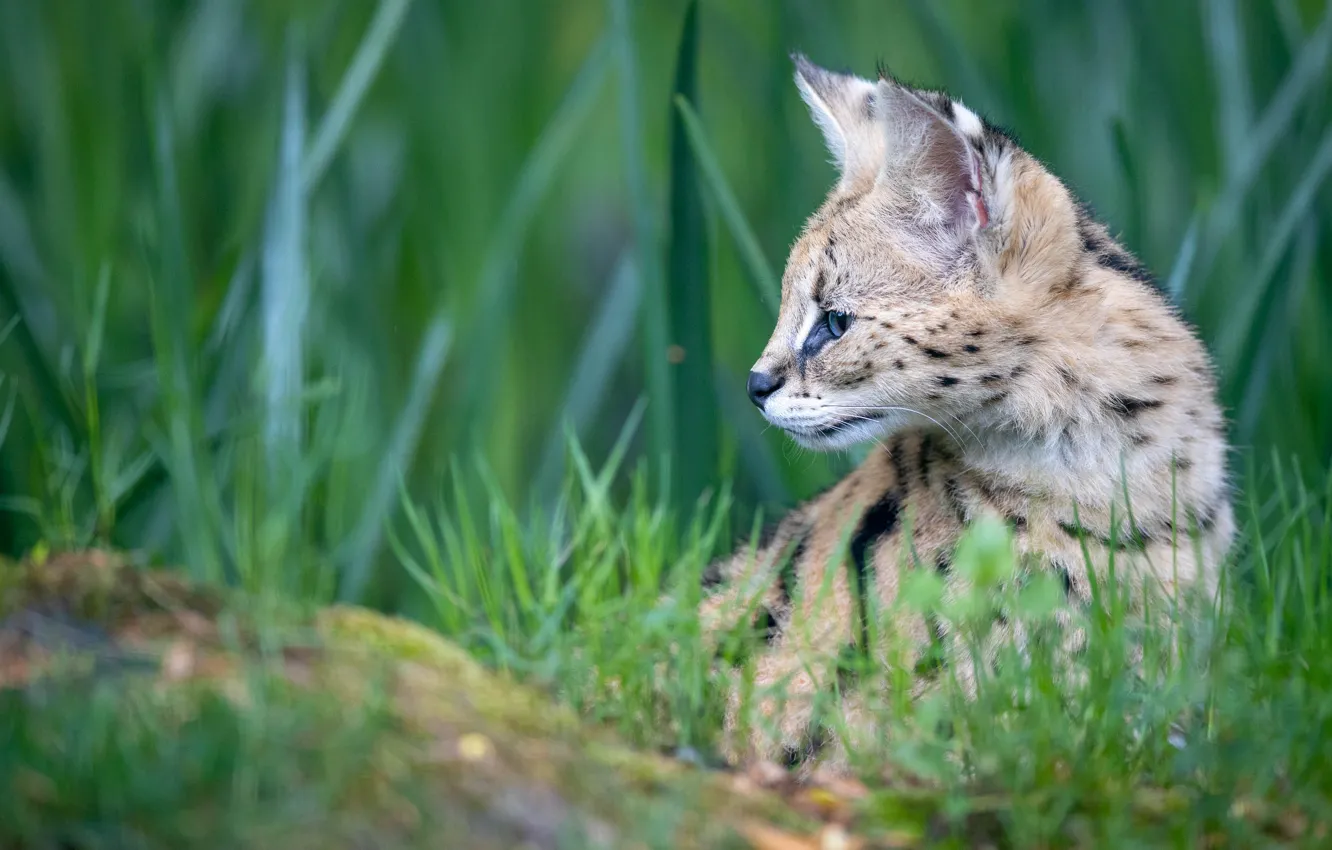 Photo wallpaper greens, grass, face, profile, bokeh, Serval