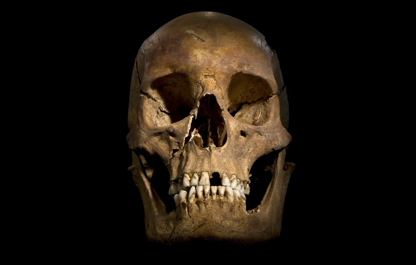 Photo wallpaper sake, yellow, bones, human skull