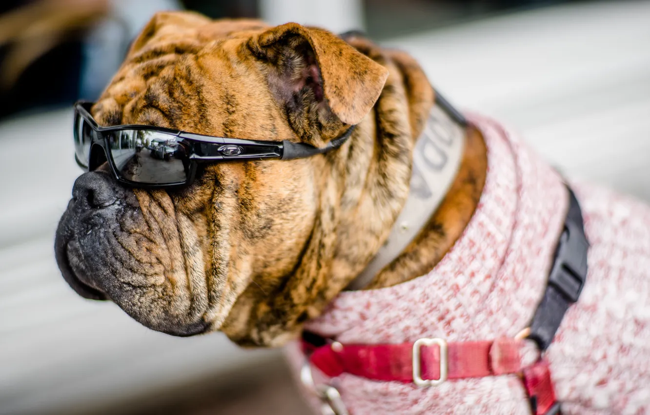 Photo wallpaper each, dog, glasses