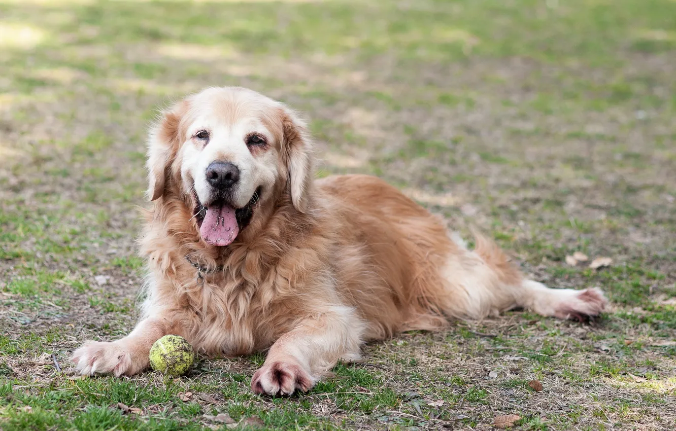 Photo wallpaper each, dog, Retriever