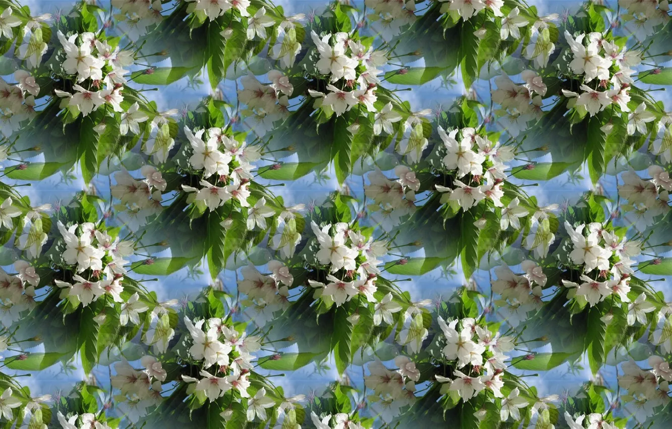 Photo wallpaper flowers, cherry, texture, spring, flowering