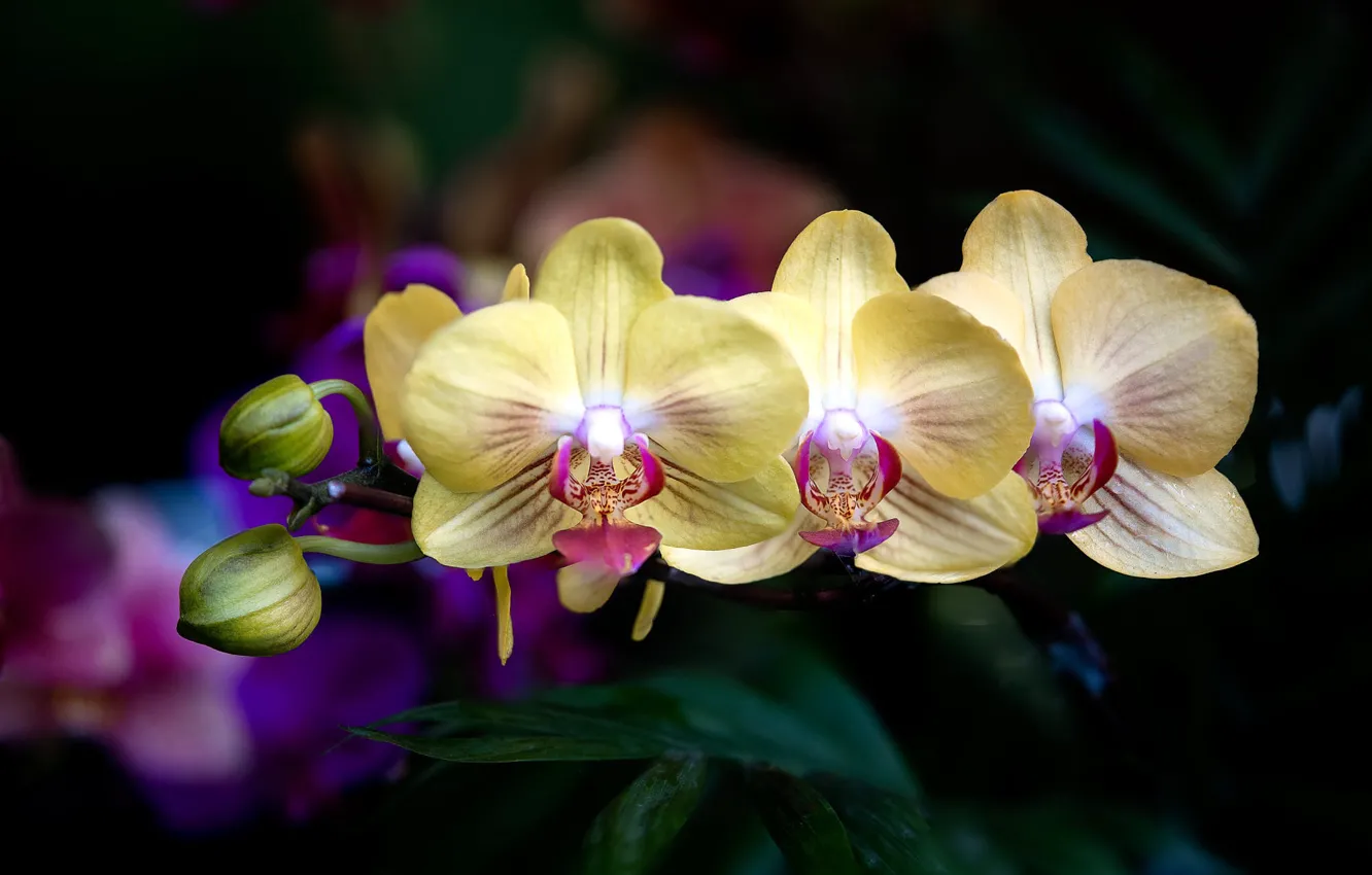 Photo wallpaper leaves, flowers, yellow, the dark background, trio, buds, Orchid, bokeh