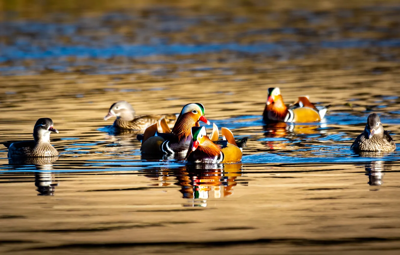 Photo wallpaper water, reflection, duck, pack, company, duck, pond, a lot