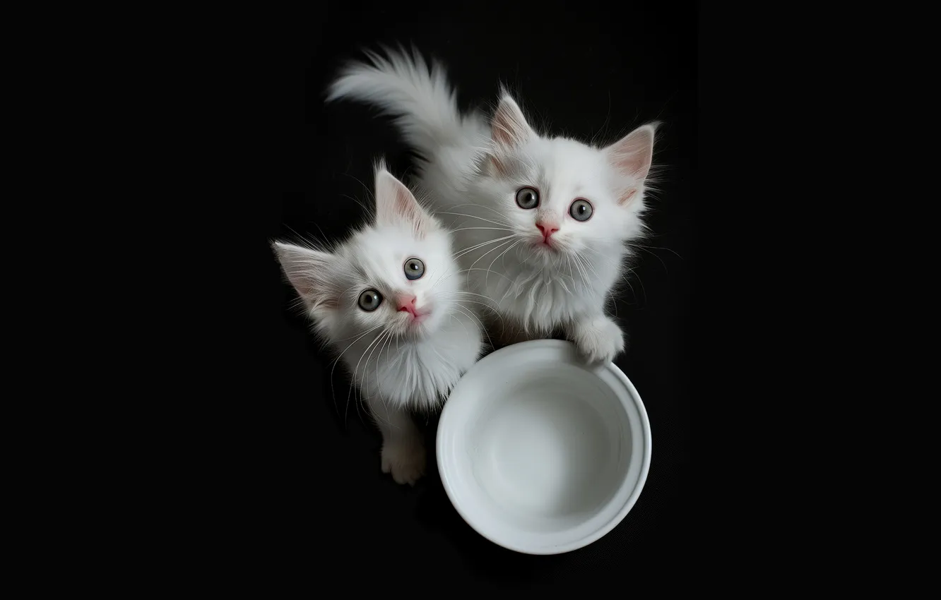 Photo wallpaper look, cats, pose, kittens, faces, AI art, neural network