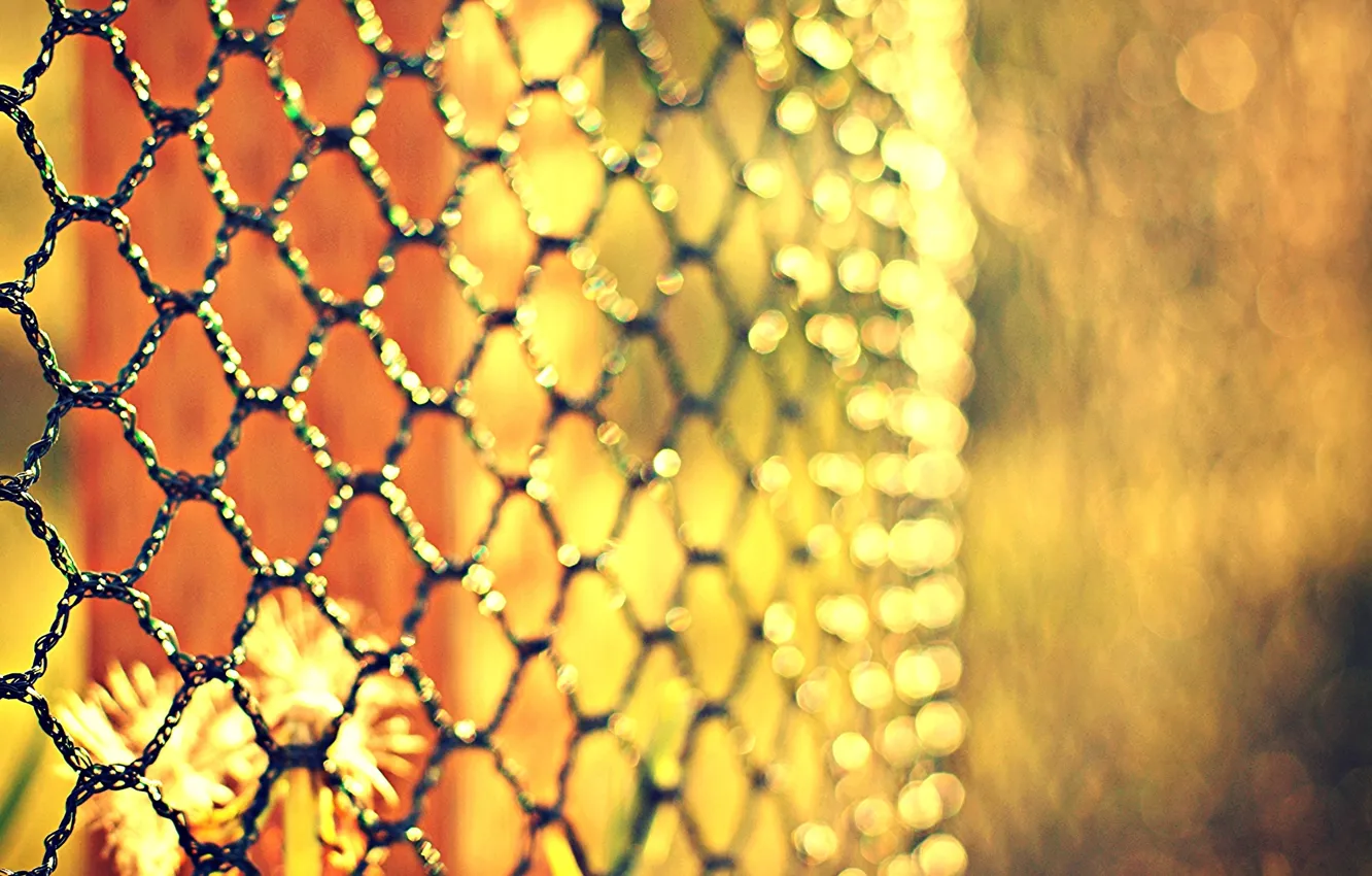 Photo wallpaper flowers, mesh, the fence, blur, metal, bokeh