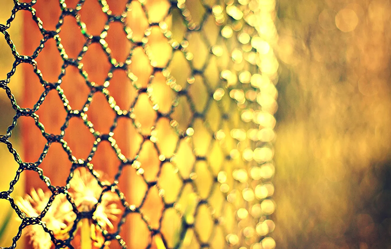 Photo wallpaper flowers, mesh, the fence, blur, bokeh, metal