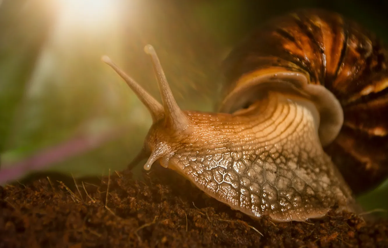 Photo wallpaper macro, snail, horns, Achatina giant