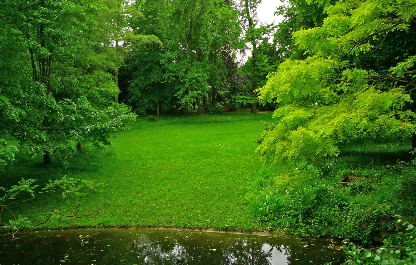 Photo wallpaper greens, grass, trees, pond, Park, France, lawn, Albert-Kahn Japanese gardens