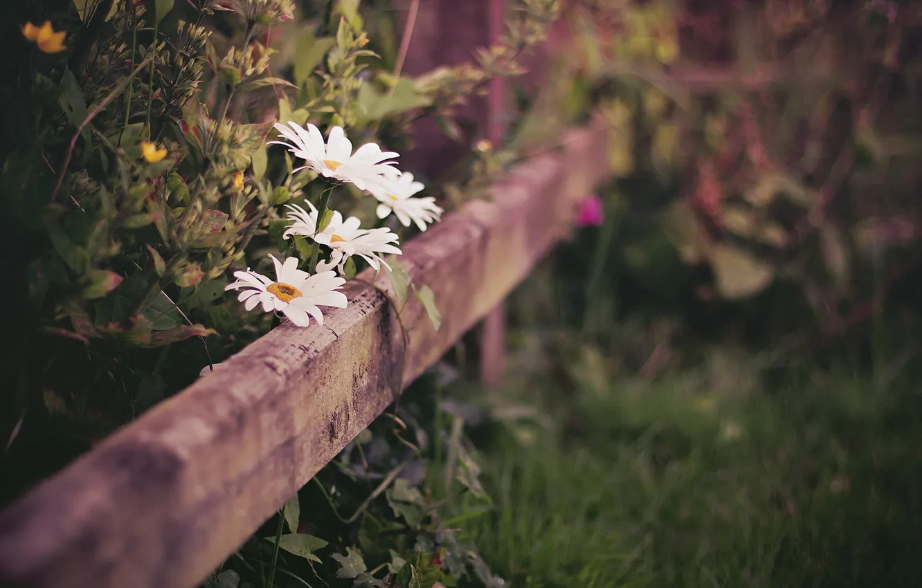 Photo wallpaper macro, flowers, nature, the fence