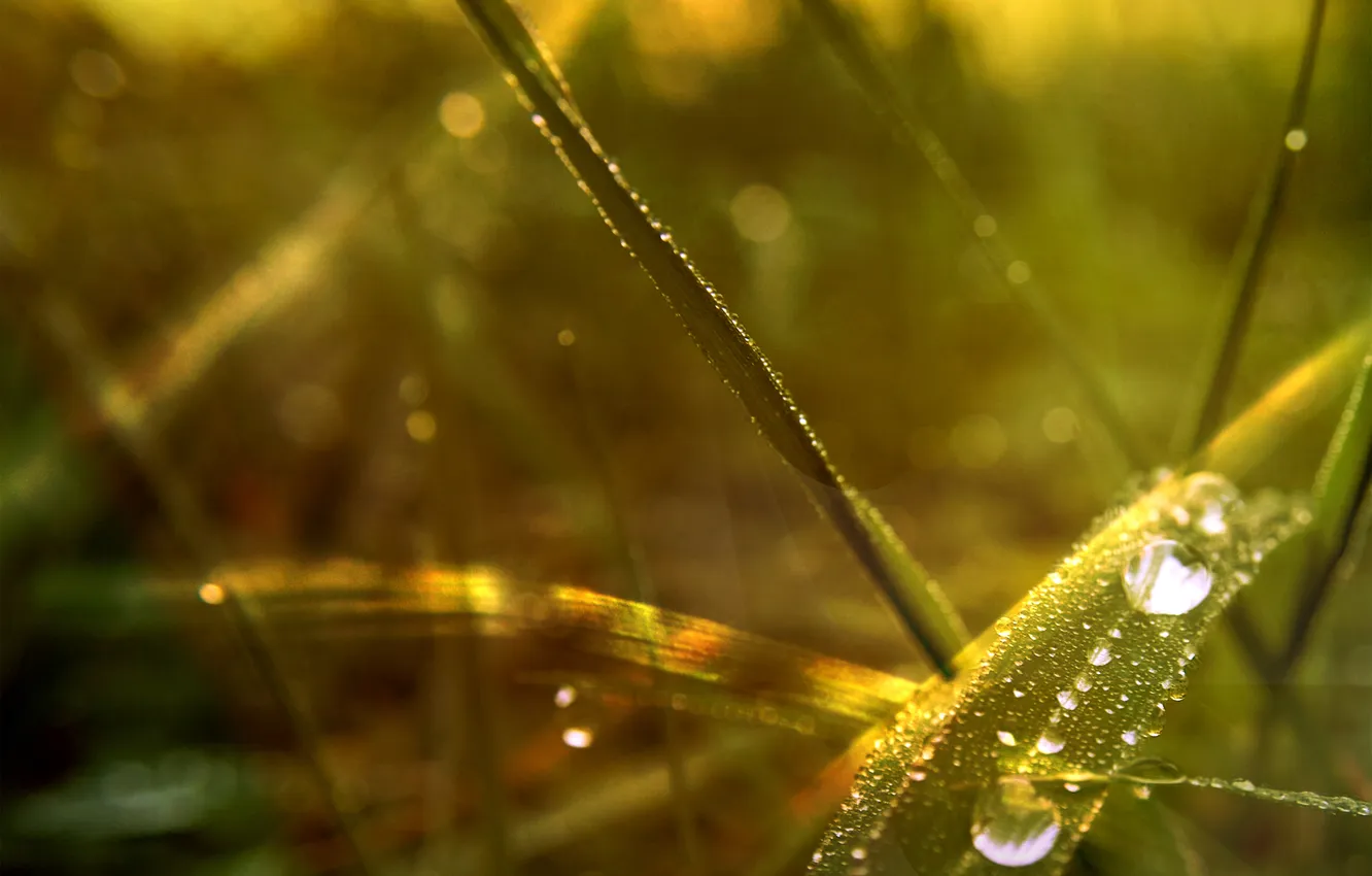 Photo wallpaper drops, Rosa, morning