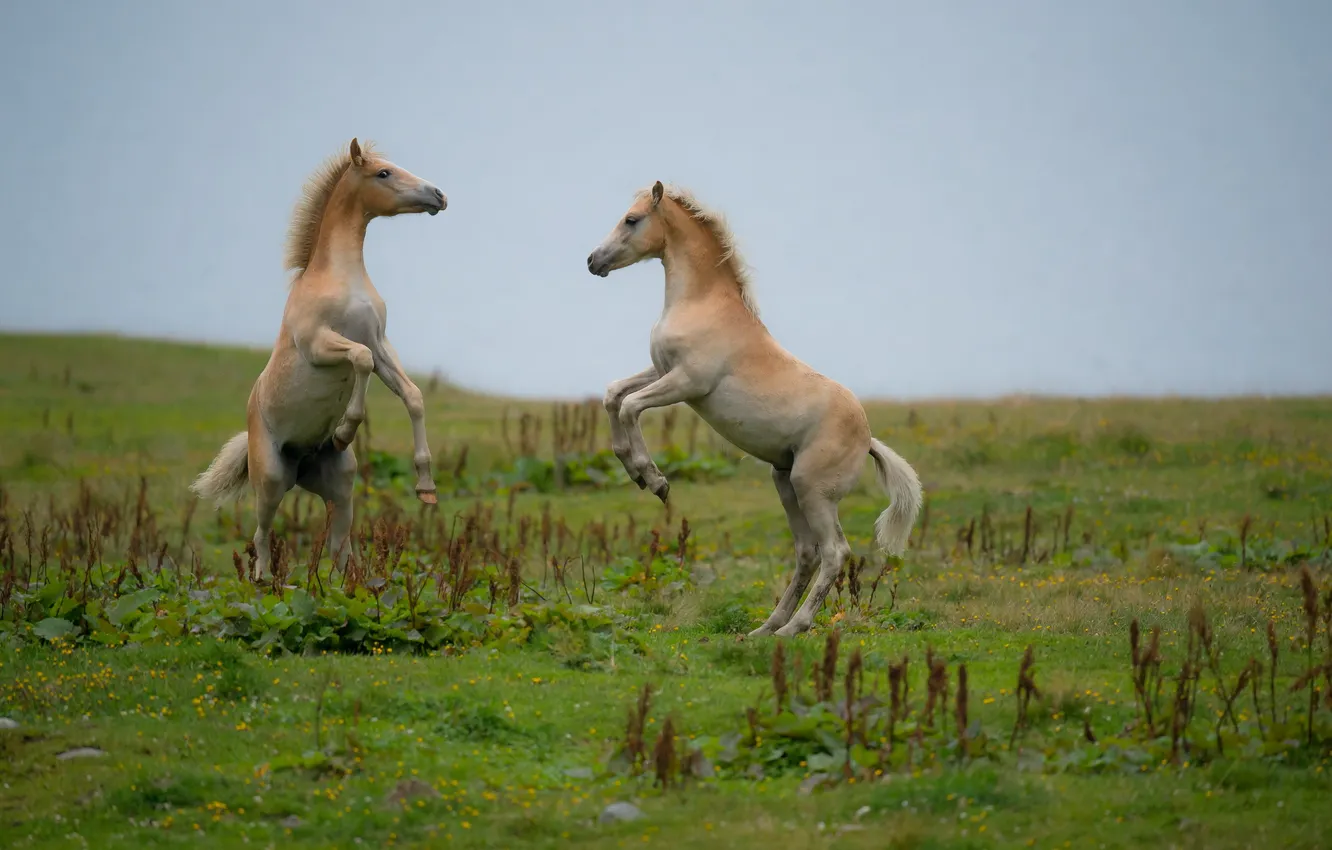 Photo wallpaper field, nature, horse